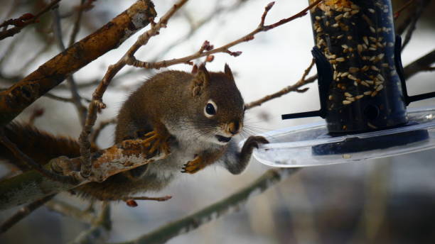 istock Red Squirrel of North America 939384480