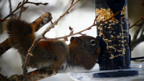 istock Red Squirrel of North America 939384490