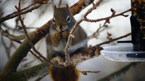 istock Red Squirrel of North America 939384538