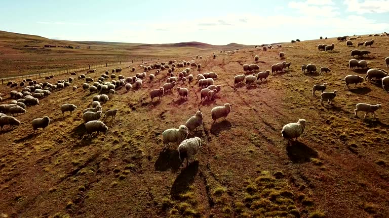 sheep running in the pampa