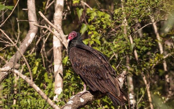 istock Turkey vulture Cathartes aura perches on deadwood 939388360