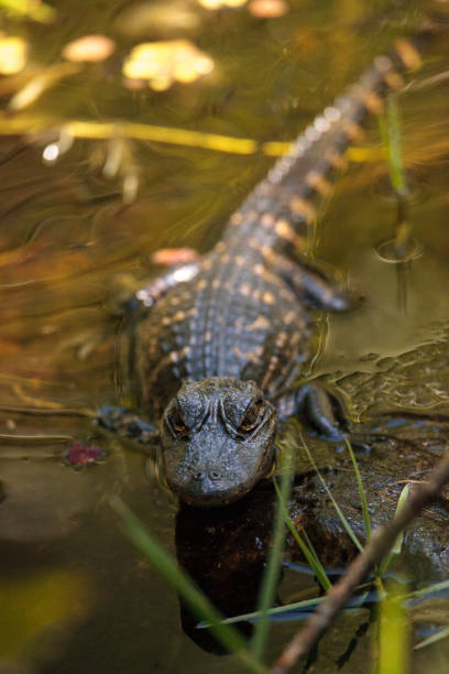 istock Young American Alligator mississippiensis 939388476