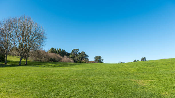 istock Green meadow with some trees under a clear blue sky 939388768