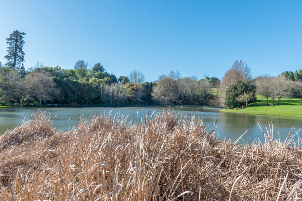 istock Placid lake reflecting the sky and trees in Hamilton NZ 939388934
