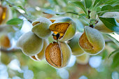 Almonds on the tree