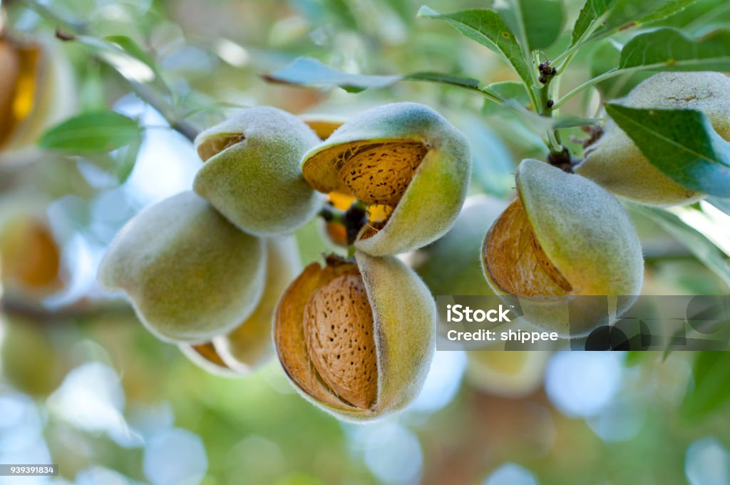Almonds on the tree Almonds on the tree ready for harvesting Almond Tree Stock Photo