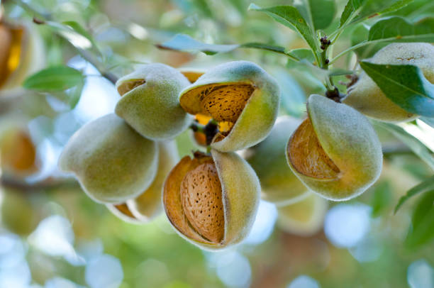 Almonds on the tree Almonds on the tree ready for harvesting almond tree stock pictures, royalty-free photos & images