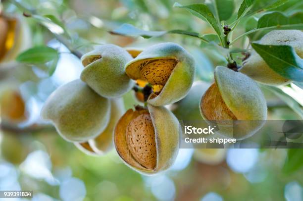 Almonds On The Tree Stock Photo - Download Image Now - Almond Tree, Almond, Tree