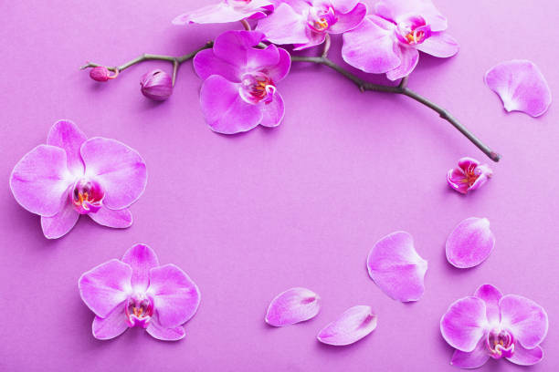 istock the beautiful orchid flowers 939395018