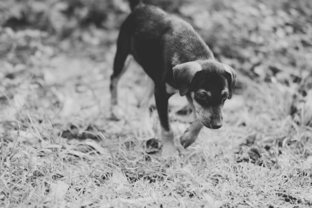 istock Cute Homeless Dog 939398892
