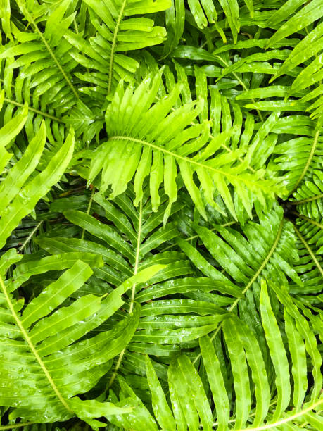 istock Fern leaf with Rain drops in the forest, Green background 939416242