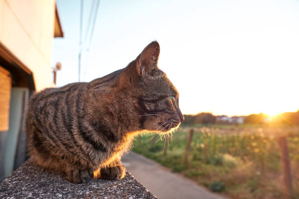 istock Outdoor Japanese cat 939419820