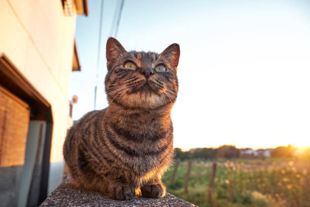 istock Outdoor Japanese cat 939419824