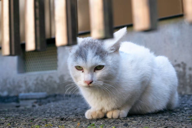 istock Outdoor Japanese cat 939420056