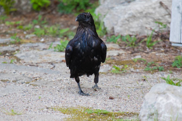 istock Common raven (Corvus corax) Eating dragonfly in Northwest Territories NWT Canada 939422880