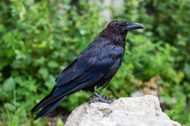 istock Common Raven (Corvus corax) in Northwest Territories NWT of Canada 939422964