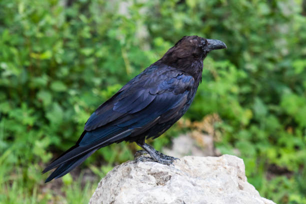 istock Common Raven (Corvus corax) in Northwest Territories NWT of Canada 939424008