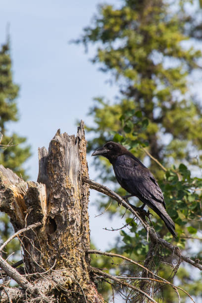 istock Common Raven (Corvus corax) in Northwest Territories NWT of Canada 939424012