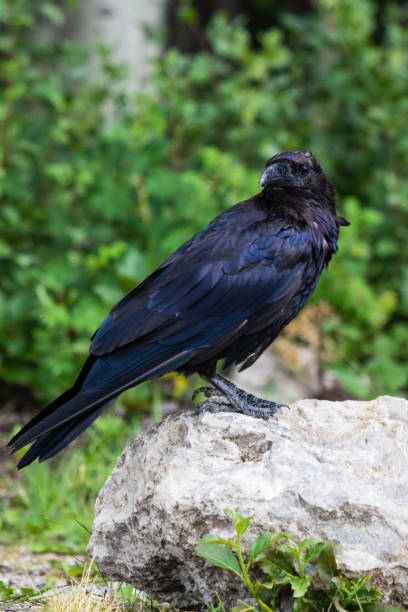 istock Common Raven (Corvus corax) in Northwest Territories NWT of Canada 939424246