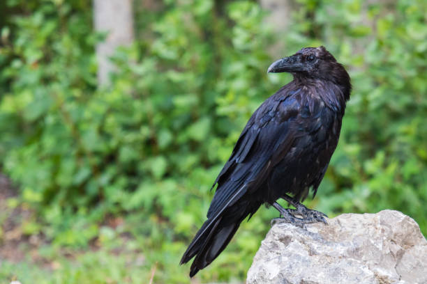 istock Common Raven (Corvus corax) in Northwest Territories NWT of Canada 939424250
