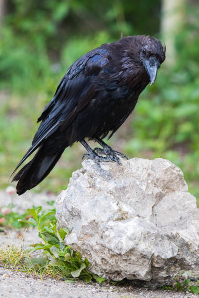 Common Raven (Corvus corax) in Northwest Territories NWT of Canada