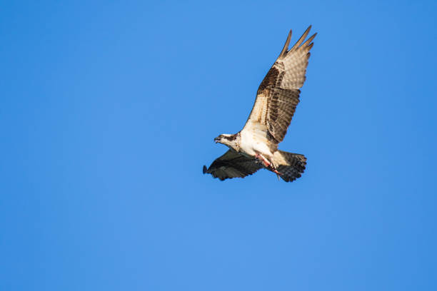 istock Osprey (Pandion haliaetus) flying with fish in tallons. Mackenzie river, Northwest territories ( NWT) Canada 939430272