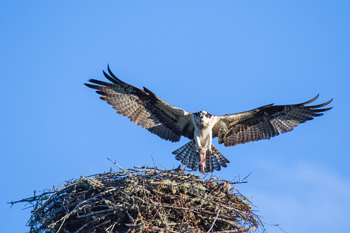 Osprey (Pandion haliaetus) flying with fish in tallons over the big nest. Mackenzie river, Northwest territories ( NWT) Canada