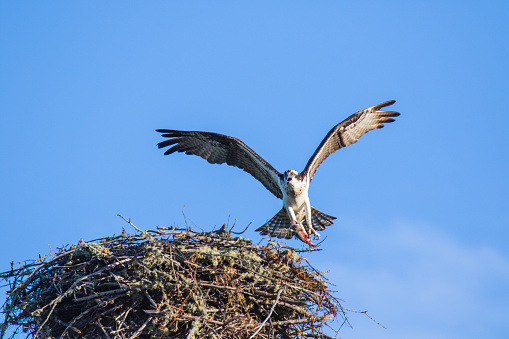 Osprey (Pandion haliaetus) flying with fish in tallons over the big nest. Mackenzie river, Northwest territories ( NWT) Canada