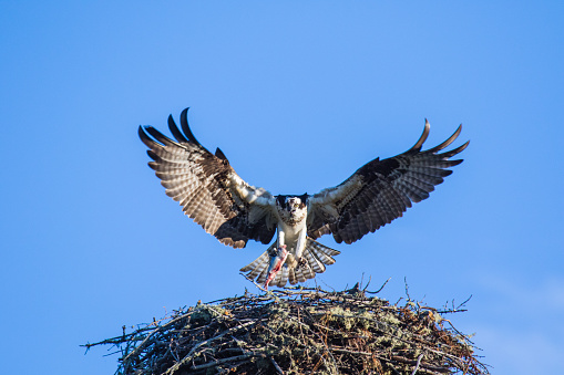 Osprey (Pandion haliaetus) flying with fish in tallons over the big nest. Mackenzie river, Northwest territories ( NWT) Canada