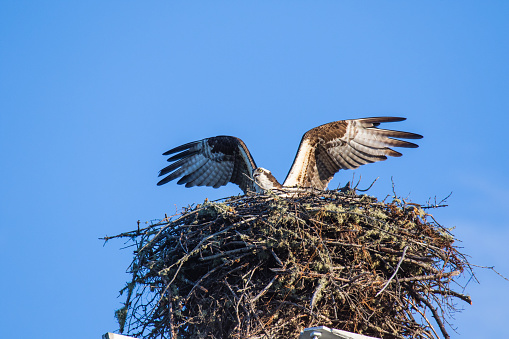 Osprey (Pandion haliaetus) flying with fish in tallons over the big nest. Mackenzie river, Northwest territories ( NWT) Canada