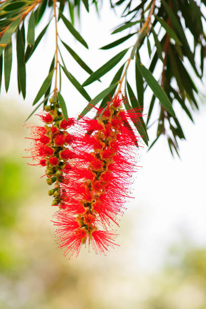 istock callistemon bottlebrush flower at summer 939443224