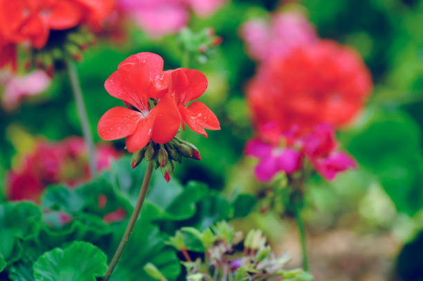 istock geranium flower blooming at garden 939443360