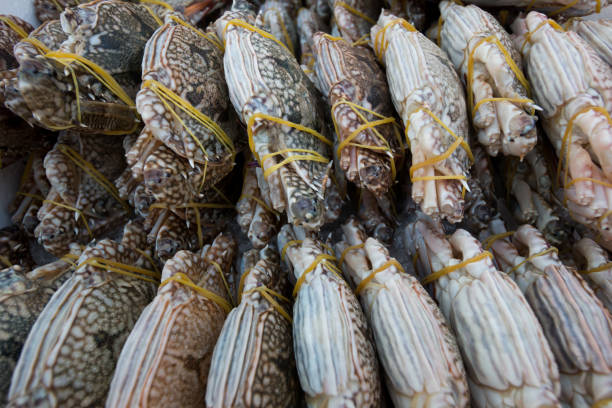 istock Fresh Crab from the sea Tied with rubber band 939443442