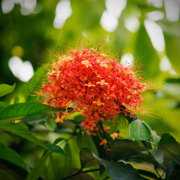 istock saraca indica flower or ashoka flower 939443506