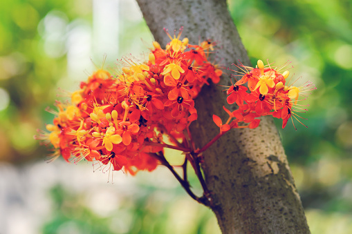 saraca indica flower or ashoka flower