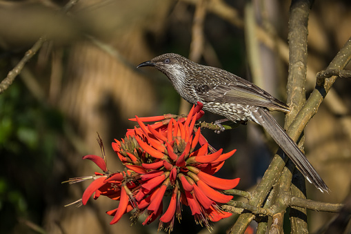 Brush Wattle Bird, Anthochaera Chrysoptera, in Coral Tree, Erythrina X sykesii (flame tree), feeding on the bright red coral tree flowers in the Sydney Region of New South Wales, Australia.