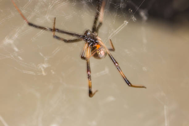 istock Macro spider inside of a home 939444066