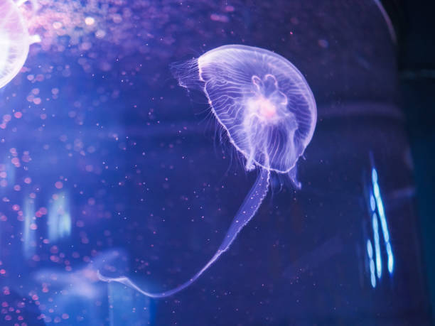 istock Jellyfish in the blue light 939447520