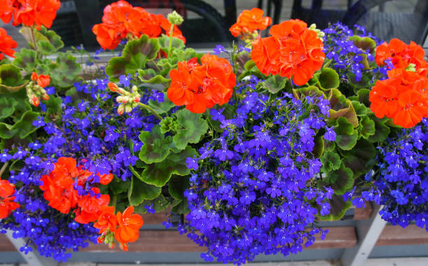 istock Blue lobelia and red geranium flowers in pot 939450398