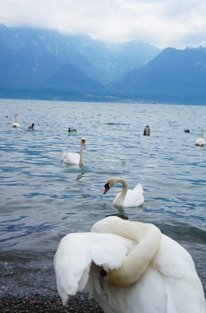 istock White swans at Geneva Lake and blue Alps mountains 939450400