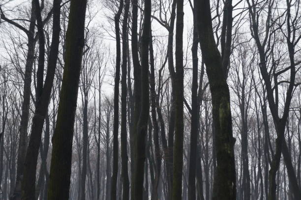 istock Landscape of black trees in mist 939450412