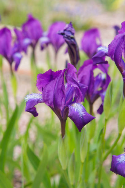 istock Purple irises flowers with green vertical 939450528