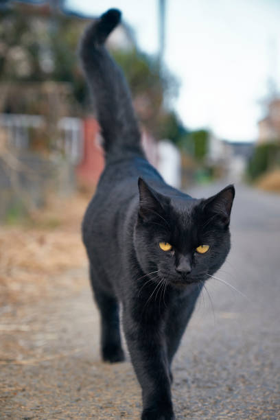 istock Outdoor Japanese cat 939453192