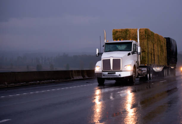 Powerful day cab big rig semi truck transporting pressed hay on flat bed trailer driving on evening wet road in rainy weather Powerful day cab big rig semi truck transporting pressed hay on two flat bed trailers driving by evening wet road in rainy weather with headlight reflection in twilight truck in rain stock pictures, royalty-free photos & images