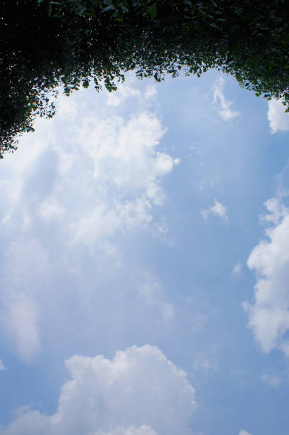 Green foliage with blue sky and white clouds copy space