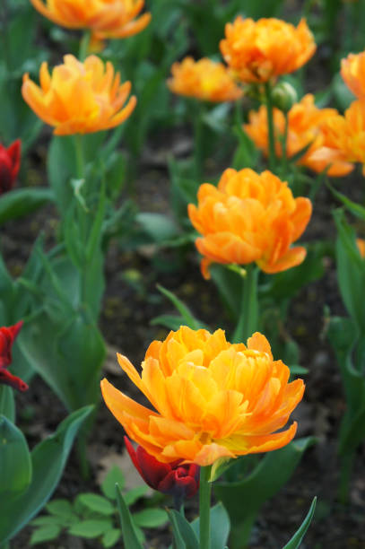 istock Many orange tulips flowers on green background 939460412