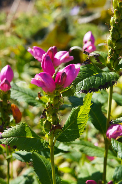 istock Chelone obligua green plant with pink flower 939460430