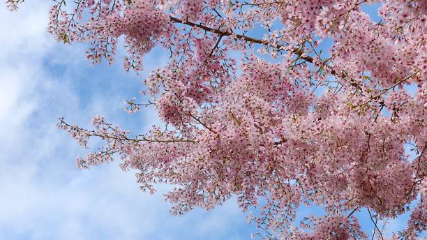 istock Cherry Blossoms in full bloom against a cloudy blue sky 939460570