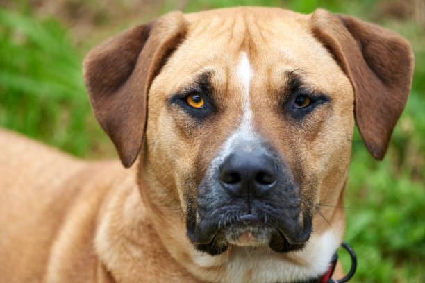 istock Brown dog looking sternly at the camera 939463848