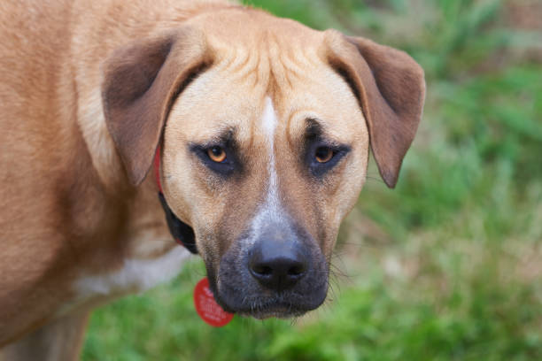 istock Brown dog looking inently at the camera 939463864